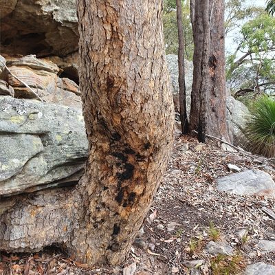 Corymbia eximia, photographed by ronavery