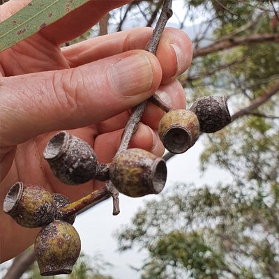 Corymbia eximia, photographed by ronavery