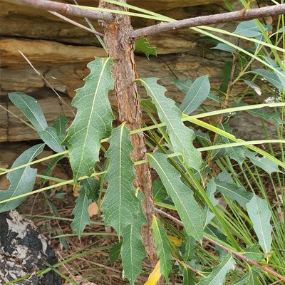 Xylomelum pyriforme, photographed by ronavery