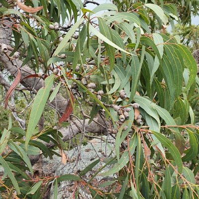 Corymbia eximia, photographed by ronavery