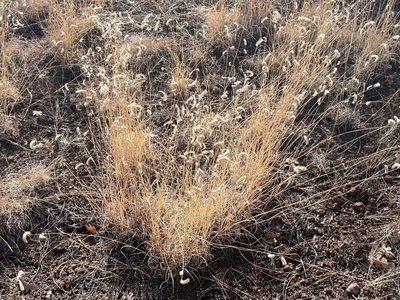 Bouteloua gracilis, photographed by lejones417