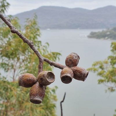 Corymbia eximia, photographed by ronavery