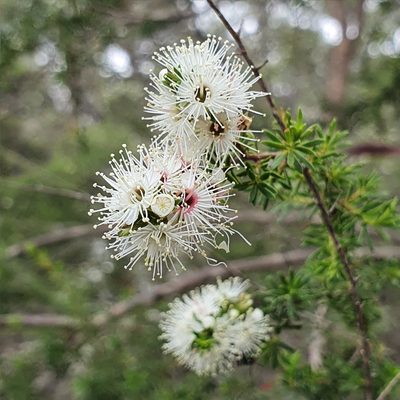 Kunzea ambigua, photographed by ronavery
