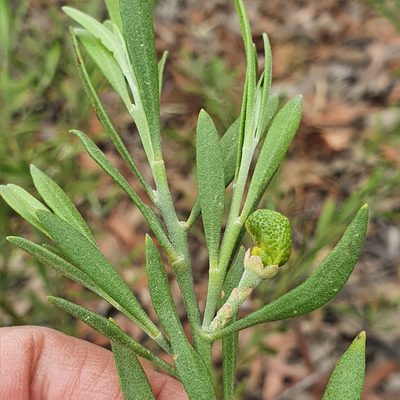 Eriostemon australasius, photographed by ronavery