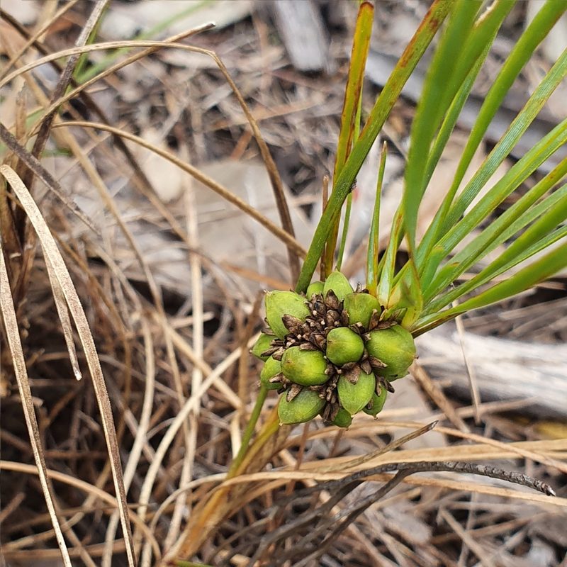 Lomandra glauca, photographed by ronavery