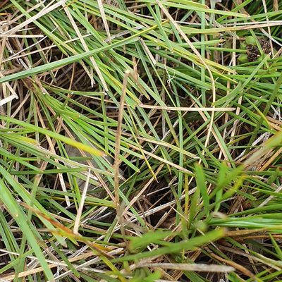 Lomandra glauca, photographed by ronavery