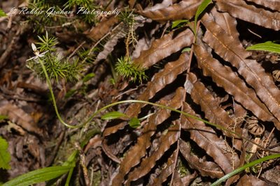 Caladenia variegata, photographed by Robbie Graham