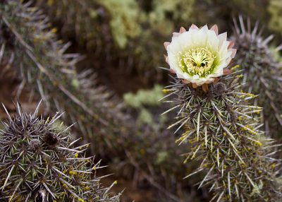 Leucostele nigripilis, photographed by Ben Lyle Bedard