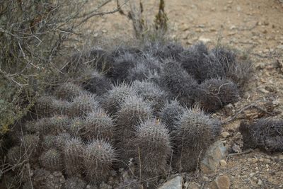 Copiapoa coquimbana, photographed by Ben Lyle Bedard