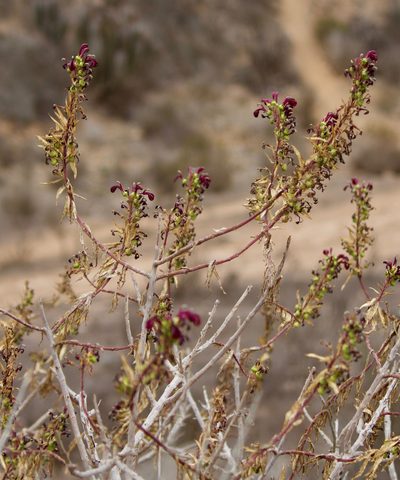 Lobelia polyphylla, photographed by Ben Lyle Bedard