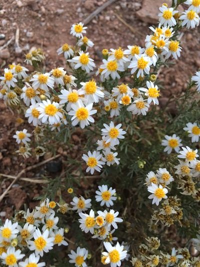 Thymophylla concinna, photographed by Lisa Cuiltrez