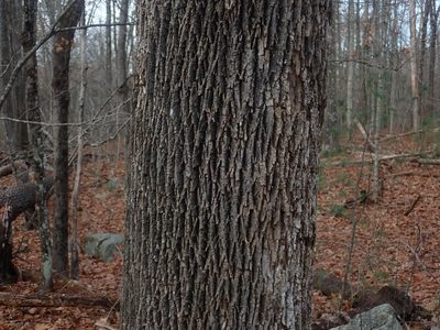 Fraxinus americana, photographed by Lynn Harper