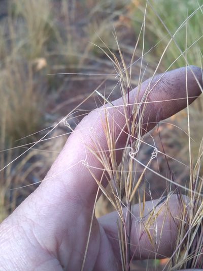 Aristida tuberculosa, photographed by Scott Ward