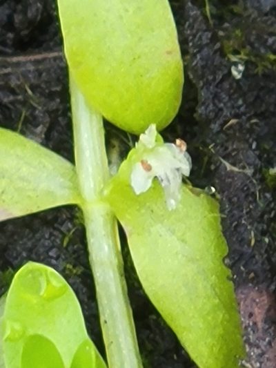 Micranthemum glomeratum, photographed by Jay Horn