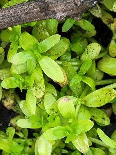 Micranthemum glomeratum, photographed by Jay Horn