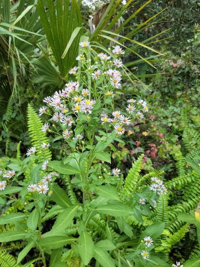 Symphyotrichum elliottii, photographed by Jay Horn