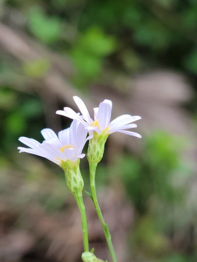 Symphyotrichum kralii, photographed by Jay Horn