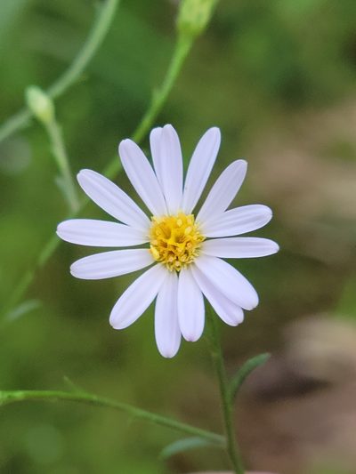 Symphyotrichum kralii, photographed by Jay Horn