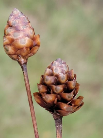 Xyris platylepis, photographed by Jay Horn