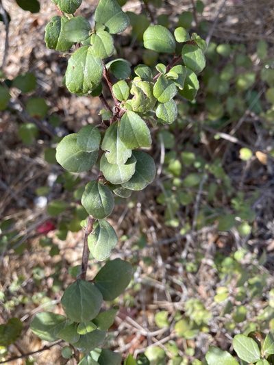 Ribes viburnifolium, photographed by Bob Walker