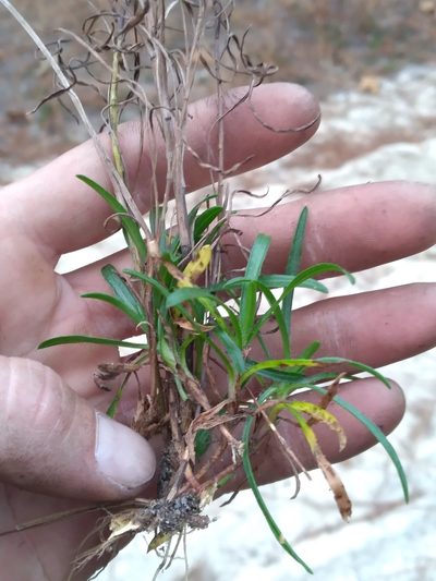 Pityopsis pinifolia, photographed by Scott Ward