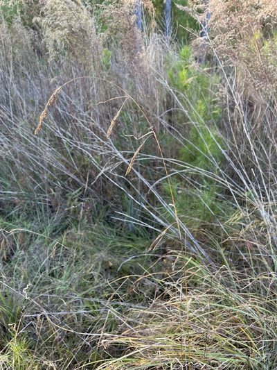 Rhynchospora inexpansa, photographed by Matt Berger