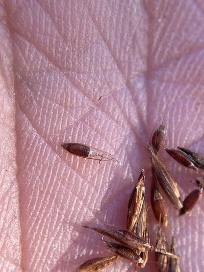 Rhynchospora inexpansa, photographed by Matt Berger