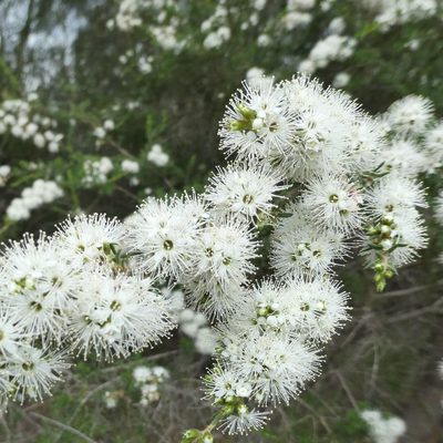Kunzea ambigua, photographed by Gary Williams