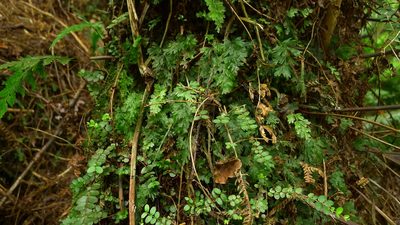 Hymenophyllum flabellatum, photographed by Sarah Richardson