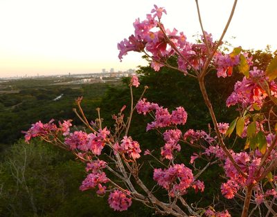 Handroanthus impetiginosus, photographed by Francisco Farriols Sarabia