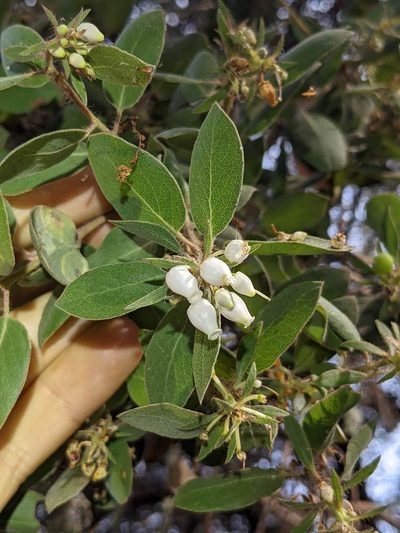 Arctostaphylos morroensis, photographed by Trevor Van Loon