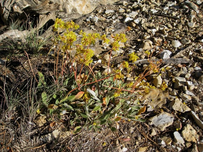 Eriogonum arcuatum, photographed by John Brew