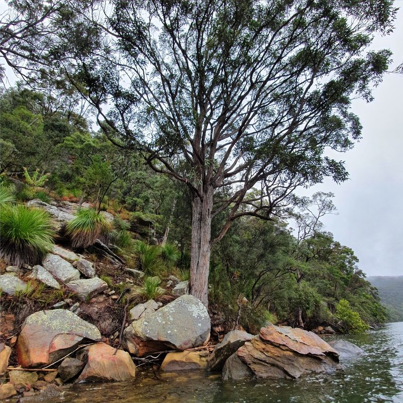 Eucalyptus umbra, photographed by ronavery