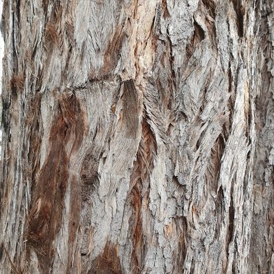 Eucalyptus umbra, photographed by ronavery