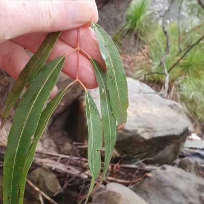 Angophora floribunda, photographed by ronavery