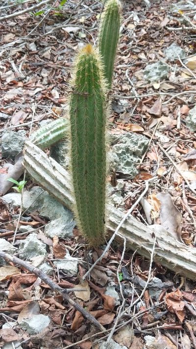 Pilosocereus jamaicensis, photographed by wverhoeven