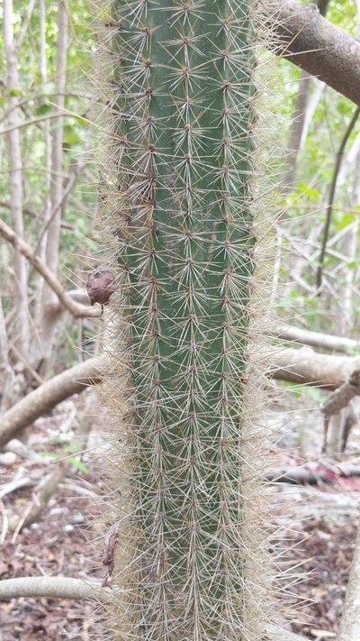 Pilosocereus jamaicensis, photographed by wverhoeven