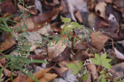 Symphyotrichum lateriflorum, photographed by Nick Kleinschmidt
