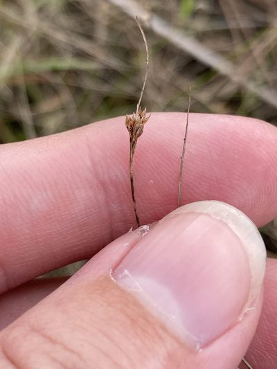 Rhynchospora divergens, photographed by Jade Fortnash