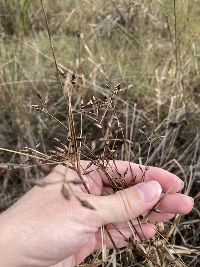 Rhynchospora nitens, photographed by Jade Fortnash