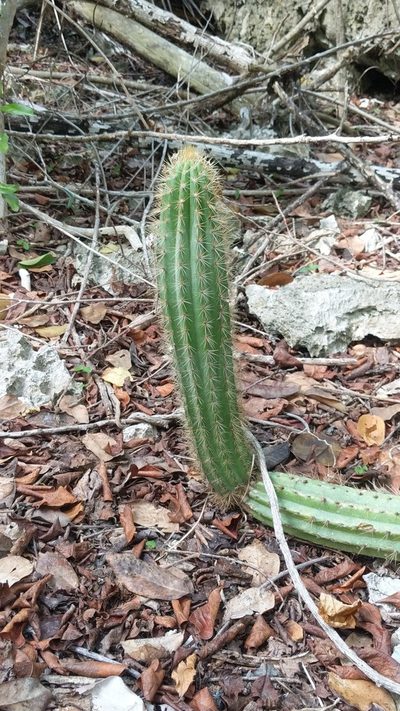 Pilosocereus jamaicensis, photographed by wverhoeven