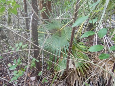 Coccothrinax proctorii, photographed by marique