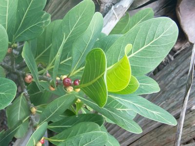 Ficus aurea, photographed by marique