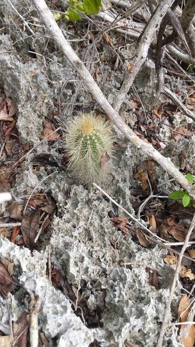 Pilosocereus jamaicensis, photographed by wverhoeven