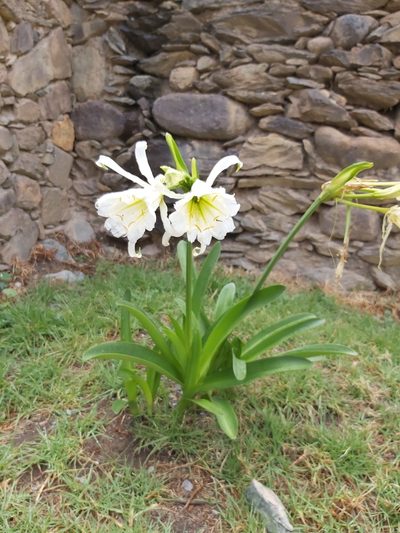 Ismene hawkesii, photographed by Jon Jorgensen