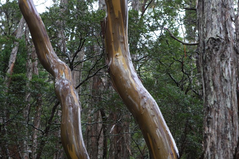 Eucalyptus subcrenulata, photographed by John Brew