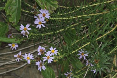 Ionactis linariifolia, photographed by Tom Field