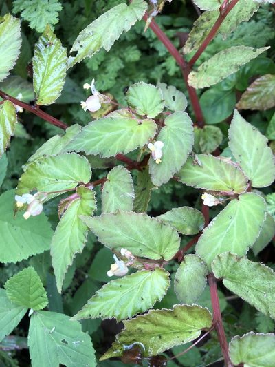 Begonia semiovata, photographed by Skjold Søndergaard
