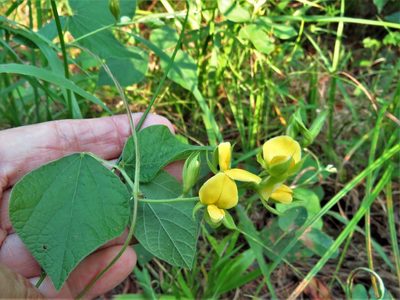 Rhynchosia latifolia, photographed by Annika Lindqvist