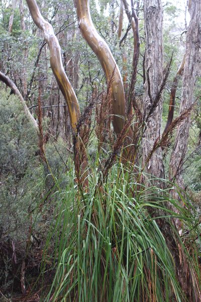 Eucalyptus subcrenulata, photographed by John Brew